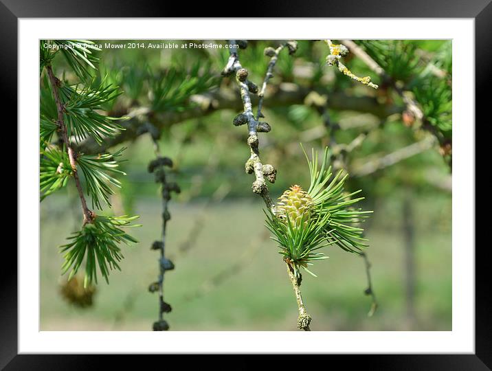 Larch Framed Mounted Print by Diana Mower