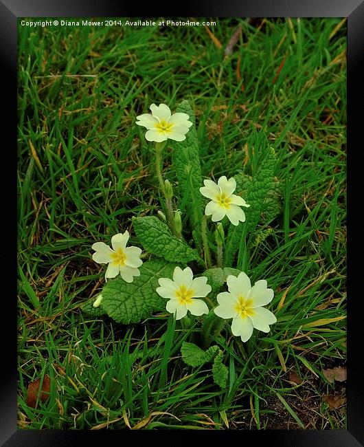 Wild Primrose Framed Print by Diana Mower