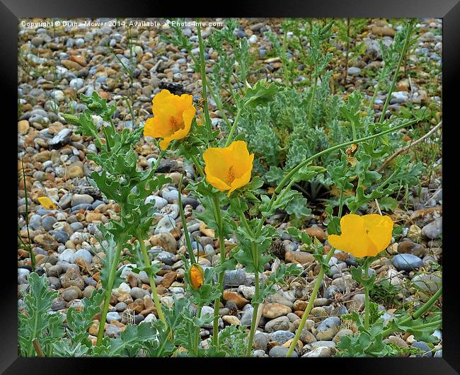 Sea Poppy Framed Print by Diana Mower