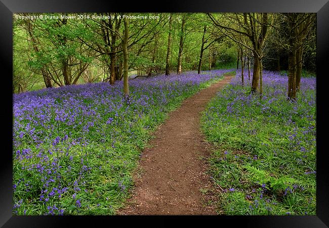 Bluebell Path Framed Print by Diana Mower