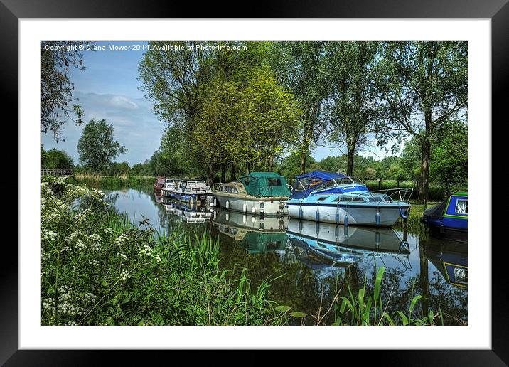 River Chelmer Framed Mounted Print by Diana Mower