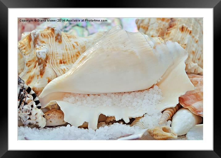  Sea Shells Framed Mounted Print by Diana Mower