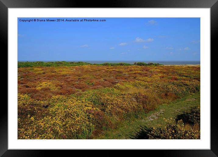  Dunwich Heath Framed Mounted Print by Diana Mower