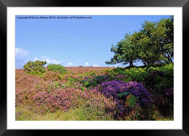  Dunwich Heath Framed Mounted Print by Diana Mower