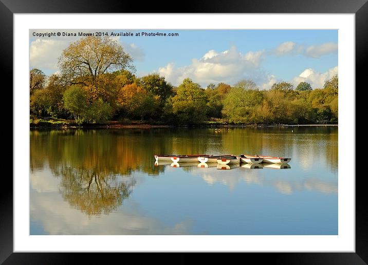  Hatfield Forest Framed Mounted Print by Diana Mower