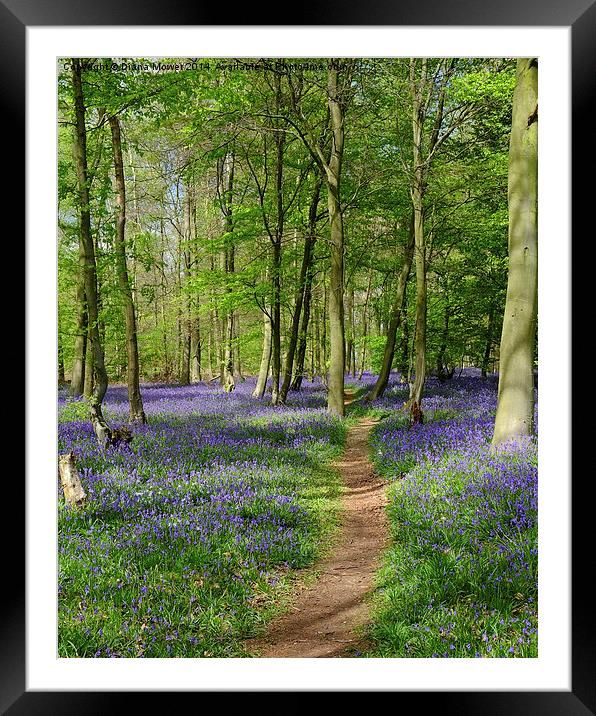  Bluebells Framed Mounted Print by Diana Mower