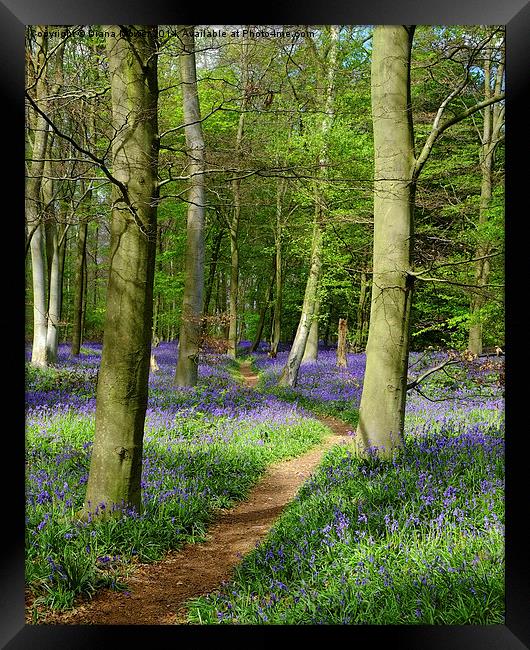 Bluebell path  Framed Print by Diana Mower