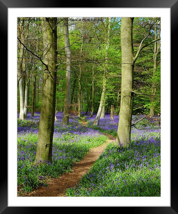 Bluebell path  Framed Mounted Print by Diana Mower