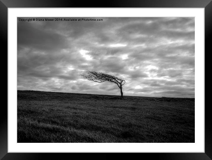 Windswept tree  Framed Mounted Print by Diana Mower