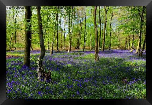 Bluebell  Wood  Framed Print by Diana Mower