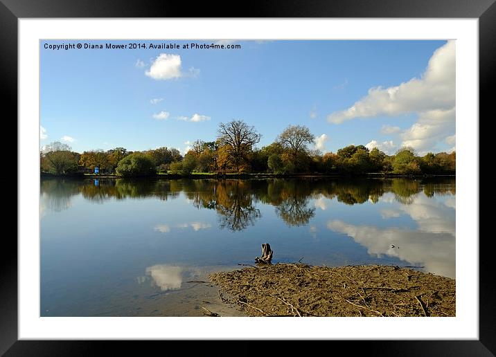 Hatfield Forest Lake  Framed Mounted Print by Diana Mower