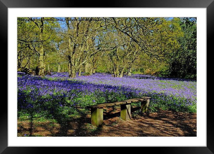Essex Bluebells Framed Mounted Print by Diana Mower