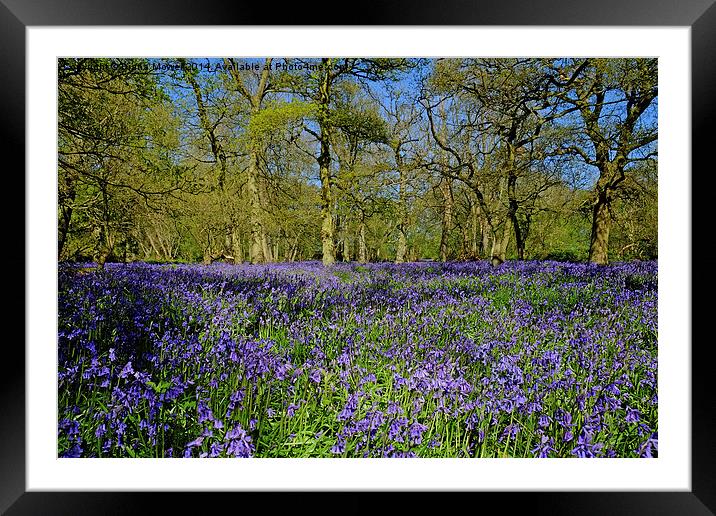  Native Bluebells Framed Mounted Print by Diana Mower