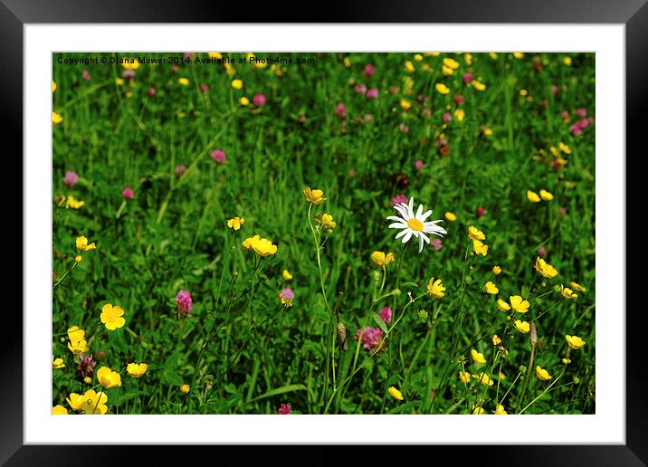  Wild Flower meadow Framed Mounted Print by Diana Mower