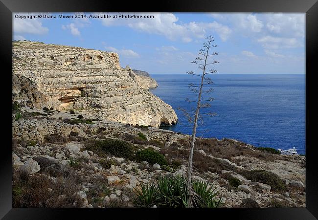  Blue Grotto Malta Framed Print by Diana Mower