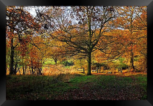 Hatfield Forest  Framed Print by Diana Mower