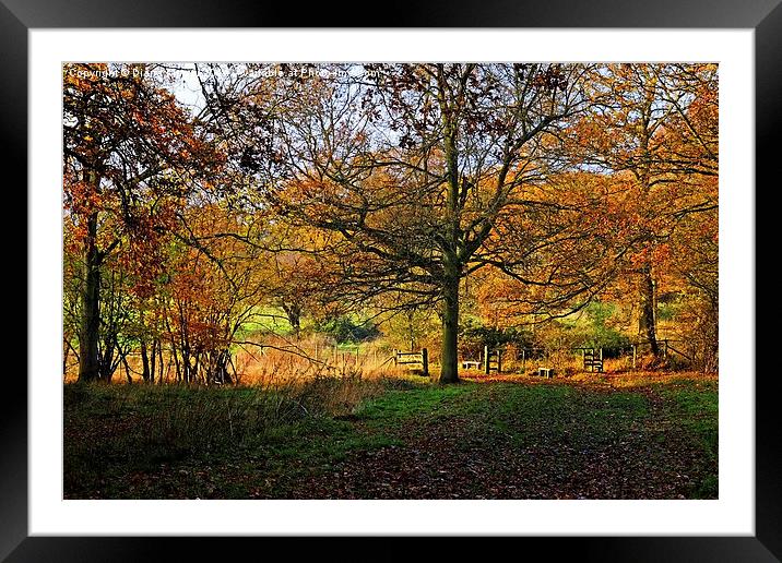 Hatfield Forest  Framed Mounted Print by Diana Mower