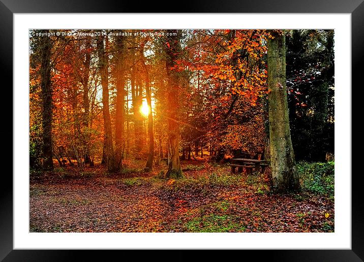  Forest of Dean Framed Mounted Print by Diana Mower