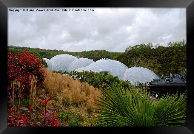 The Eden Project Framed Print by Diana Mower
