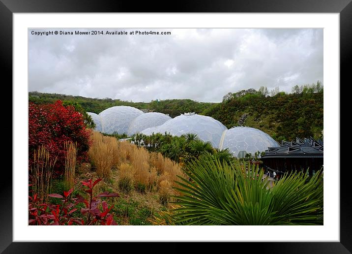 The Eden Project Framed Mounted Print by Diana Mower