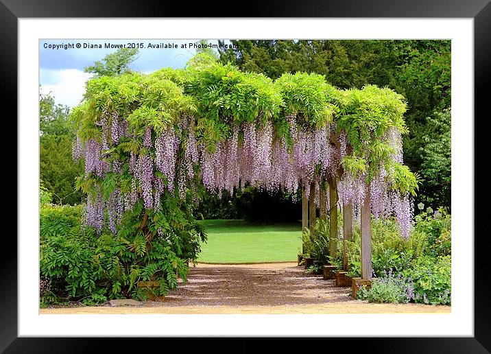  Wisteria Arch  Framed Mounted Print by Diana Mower