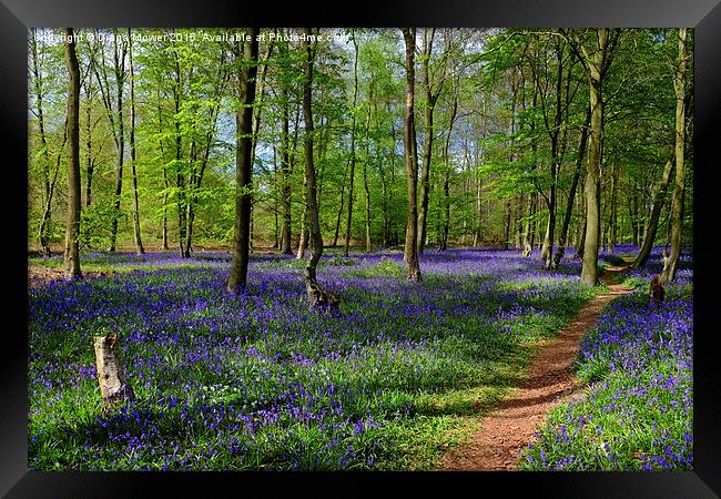  English Bluebell Wood Framed Print by Diana Mower