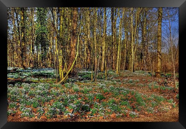 English  Snowdrop Wood Framed Print by Diana Mower