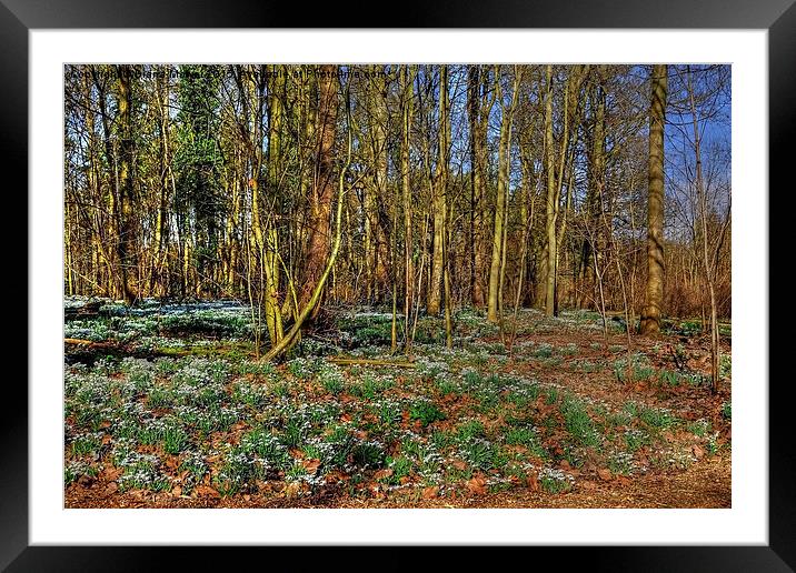 English  Snowdrop Wood Framed Mounted Print by Diana Mower