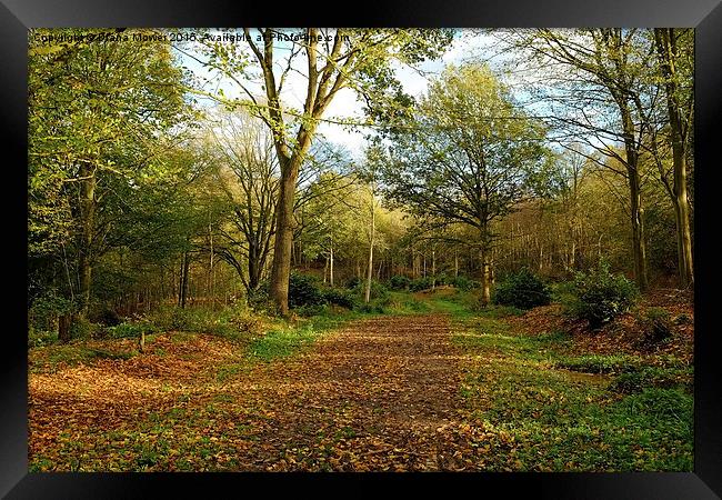  Chalkney Wood Springtime Framed Print by Diana Mower