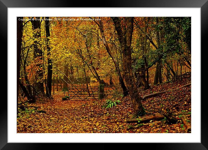 The Forest of Dean Framed Mounted Print by Diana Mower