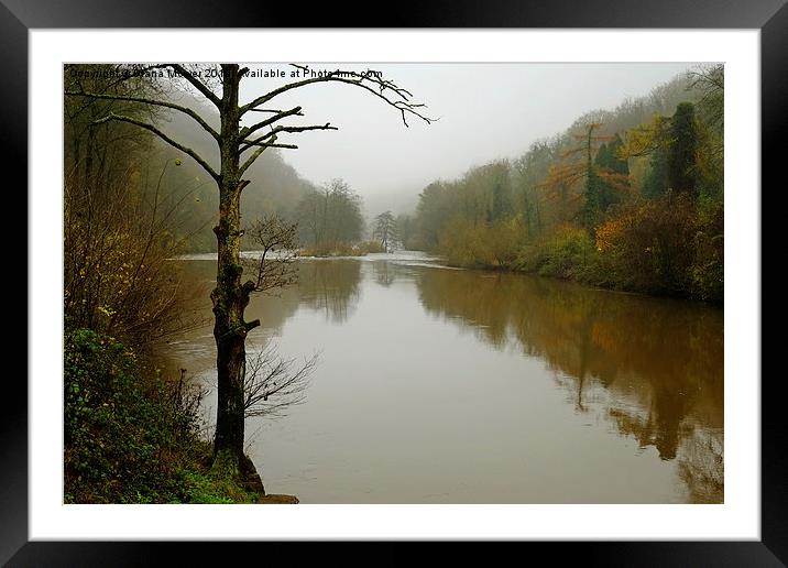 The river Wye Symonds Yat  Framed Mounted Print by Diana Mower
