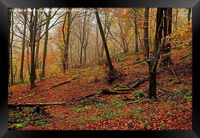  Forest of Dean Framed Print by Diana Mower