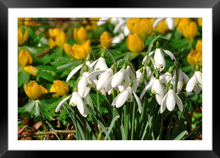  Snowdrops and Aconites Framed Mounted Print by Diana Mower