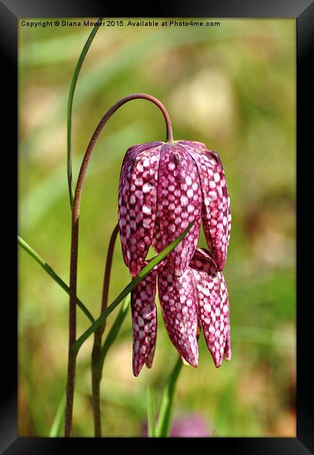  Snakes head fritillary  Framed Print by Diana Mower