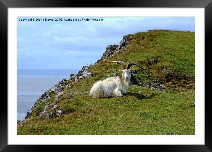  Brean Down  Goat Framed Mounted Print by Diana Mower