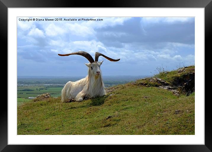 Brean Down  Goat  Framed Mounted Print by Diana Mower