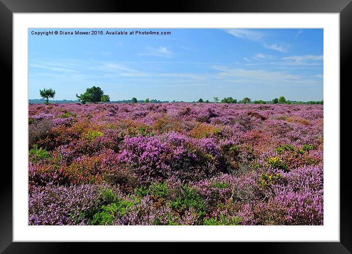  Dunwich Heath Framed Mounted Print by Diana Mower