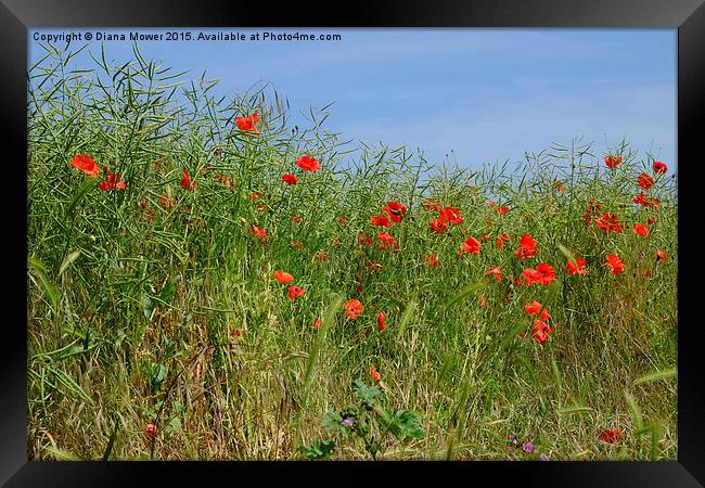  Summer Poppies Framed Print by Diana Mower