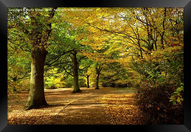  Epping Forest in Autumn Framed Print by Diana Mower