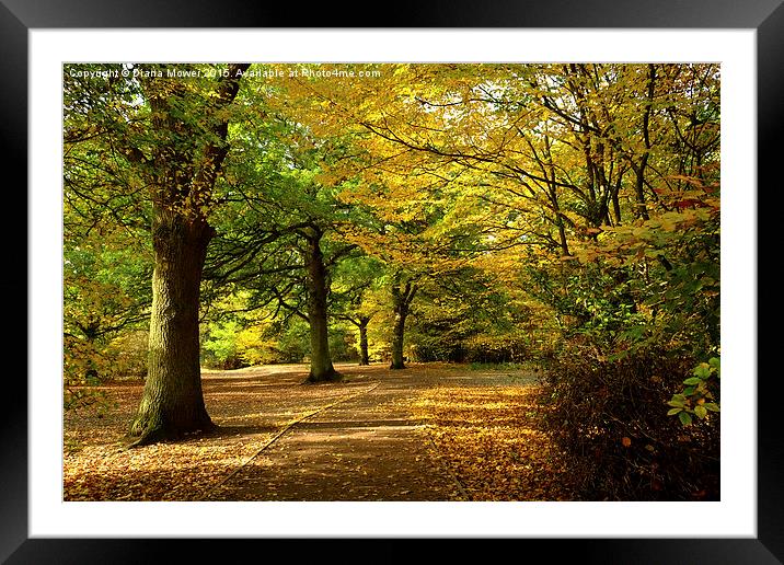  Epping Forest in Autumn Framed Mounted Print by Diana Mower