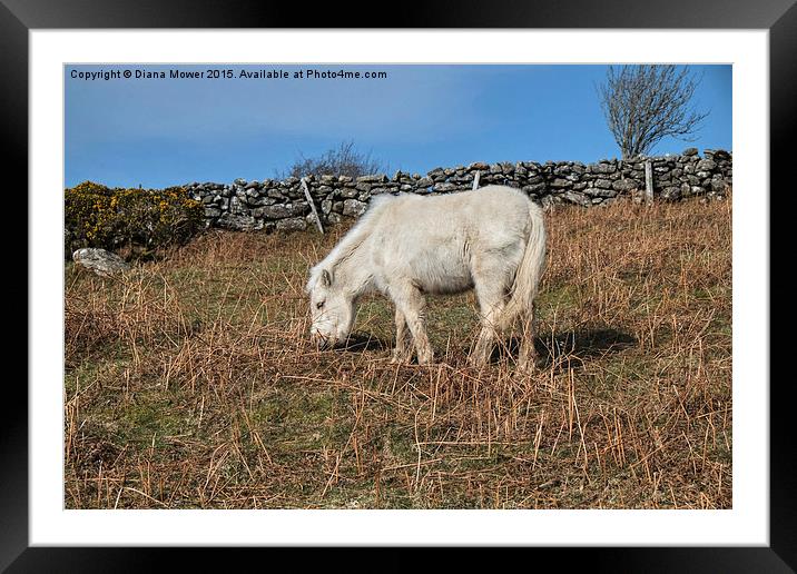  Dartmoor Pony Foal Framed Mounted Print by Diana Mower