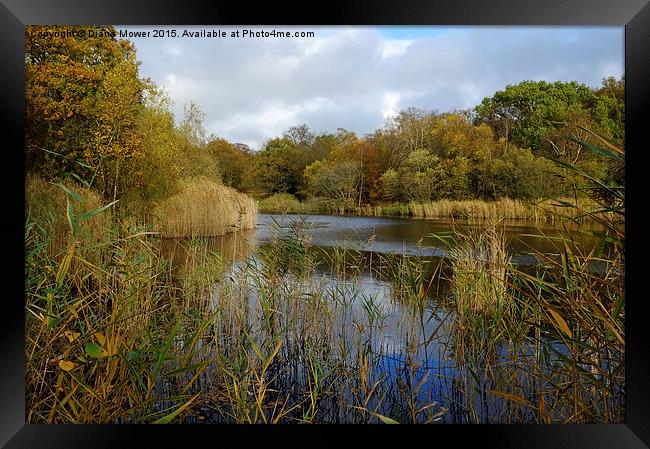  Wake Valley Pond, Epping Forest Framed Print by Diana Mower