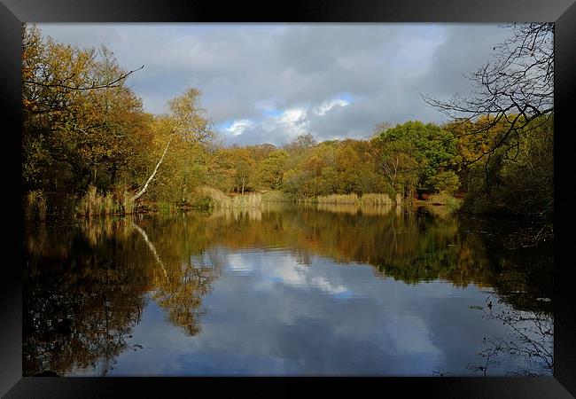 Epping Forest Lake  Framed Print by Diana Mower