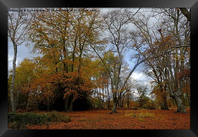  Epping Forest in Autumn Framed Print by Diana Mower