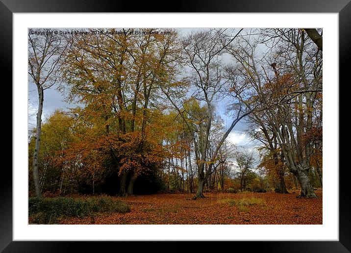  Epping Forest in Autumn Framed Mounted Print by Diana Mower