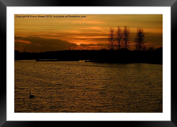  Abberton Reservoir Sunset Framed Mounted Print by Diana Mower