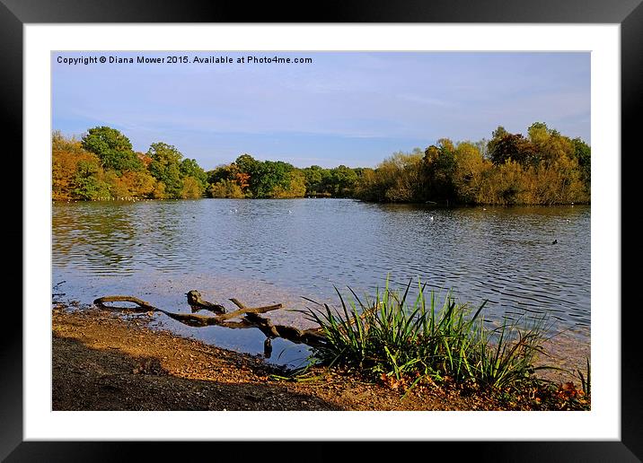  Connaught Water Epping Framed Mounted Print by Diana Mower