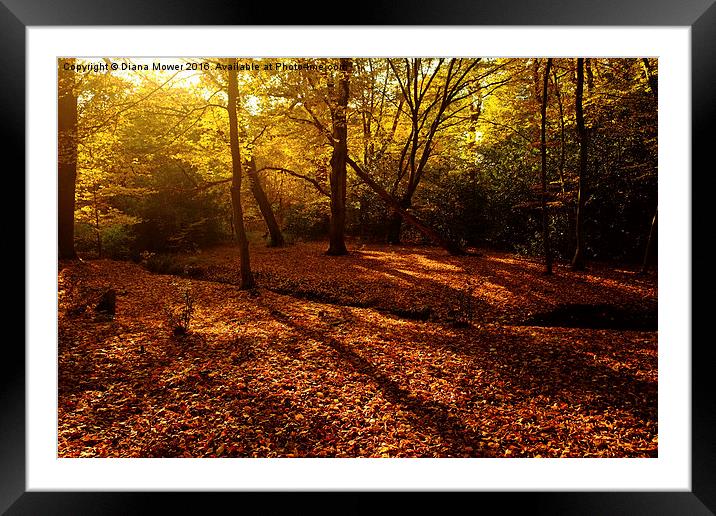  Autumn Sunlight Epping Forest  Framed Mounted Print by Diana Mower