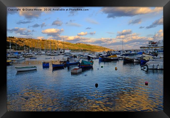 Gozo Harbour evening Framed Print by Diana Mower