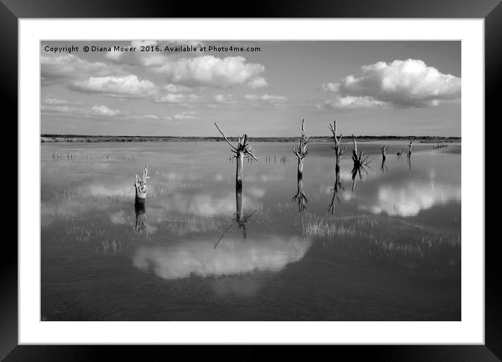 High Tide, Tollesbury Marshes, Essex. Framed Mounted Print by Diana Mower